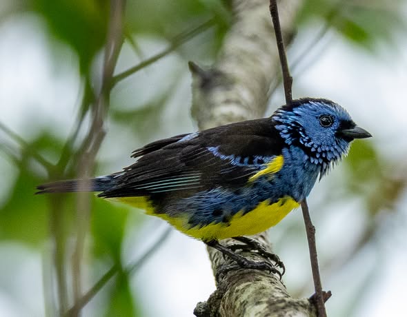 Bird watching tour in Peru