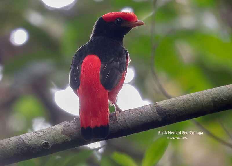 AMAZON RIVER TRIP 15 DAYS - Birds Of Peru