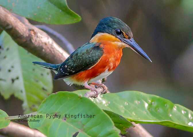 AMAZON RIVER TRIP 15 DAYS - Birds Of Peru