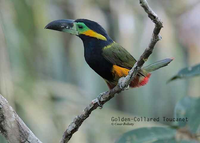 Madre de Dios River Los Amigos 5 Days & 4 Nights - Birds Of Peru Tours