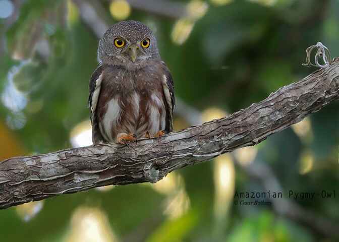 Madre de Dios River Los Amigos 5 Days & 4 Nights - Birds Of Peru Tours