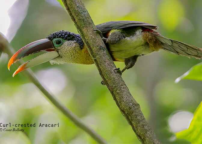 Madre de Dios River Los Amigos 5 Days & 4 Nights - Birds Of Peru Tours