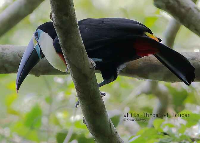 Madre de Dios River Los Amigos 5 Days & 4 Nights - Birds Of Peru Tours