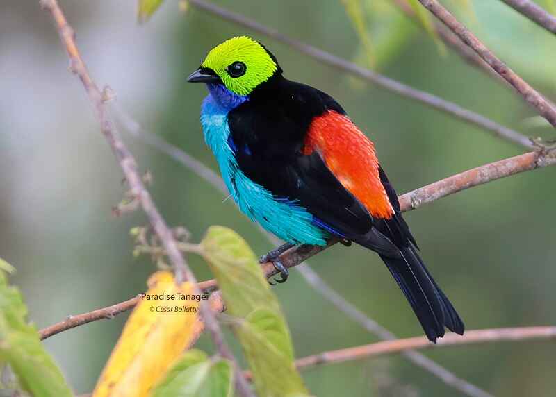 Madre de Dios River Los Amigos 5 Days & 4 Nights - Birds Of Peru Tours