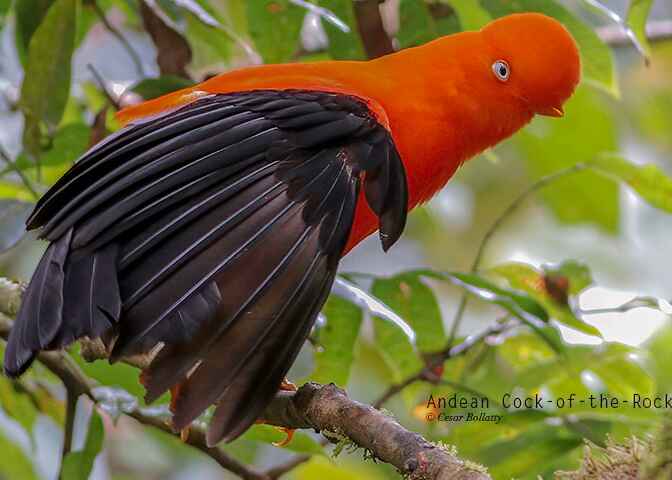 MANU ROAD SHORT 6 DAYS - Birds of Peru Tours