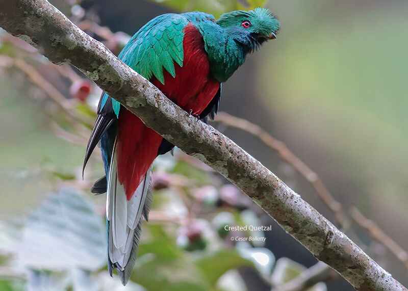 MANU ROAD SHORT 6 DAYS - Birds of Peru Tours