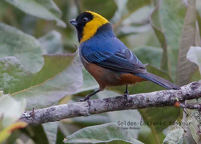 MANU ROAD SHORT 6 DAYS - Birds of Peru Tours