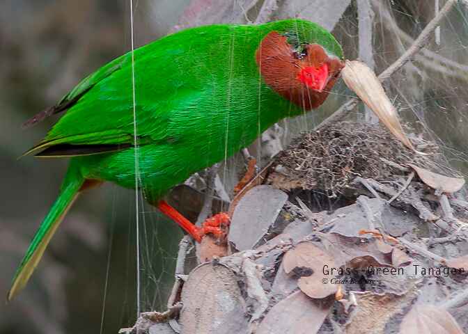 MANU ROAD SHORT 6 DAYS - Birds of Peru Tours