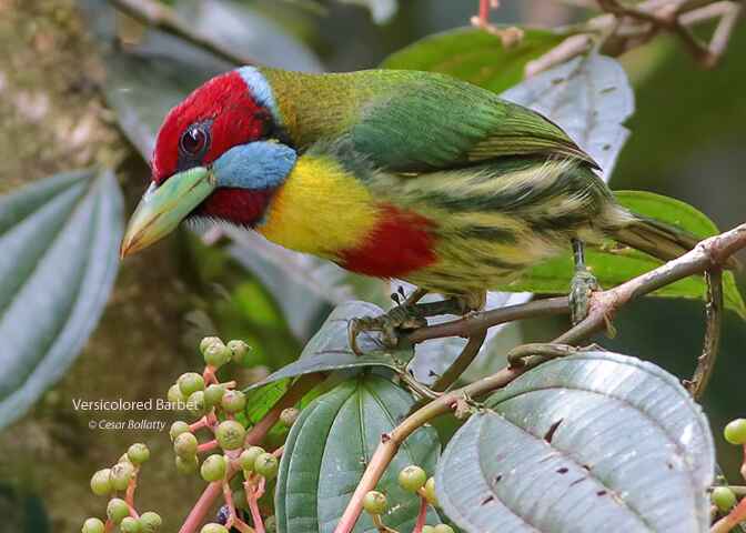MANU ROAD SHORT 6 DAYS - Birds of Peru Tours