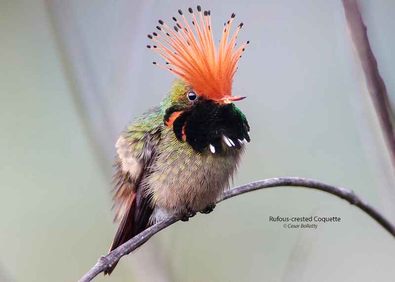 MANU ROAD SHORT 6 DAYS - Birds of Peru Tours