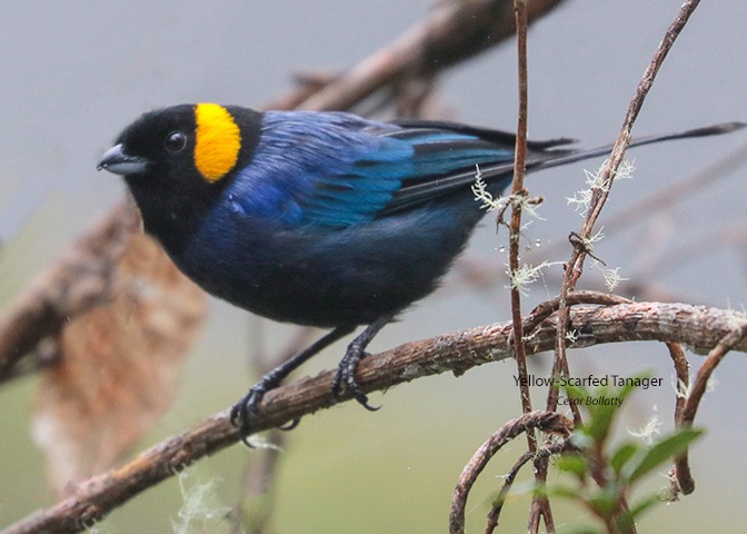 Birds Of Peru