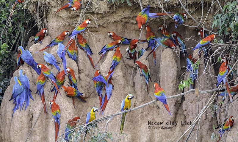 Birds Of Peru