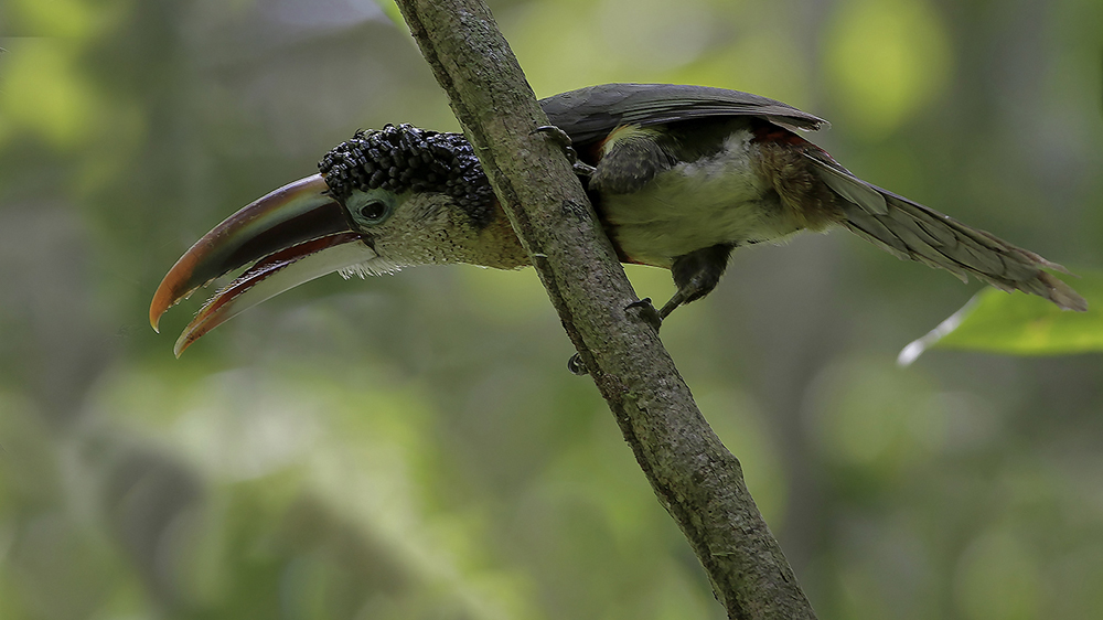 Birds Of Peru